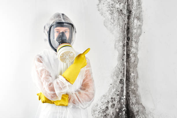 Best Mold Odor Removal Services  in Harrisville, UT