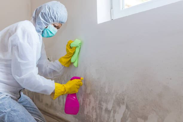 Best Biohazard Mold Removal  in Harrisville, UT